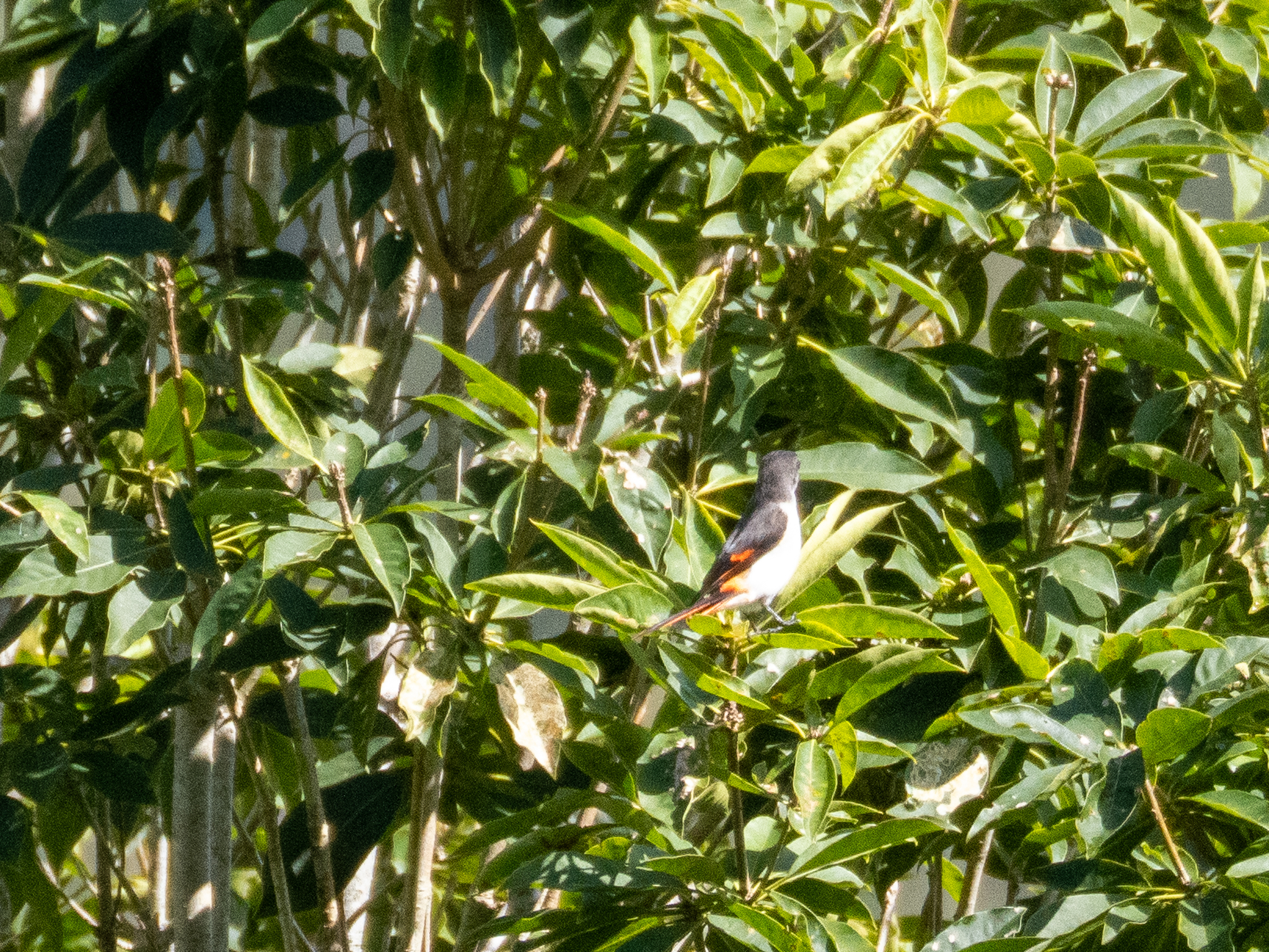 Little Minivet (Pericrocotus lansbergei), photo 9