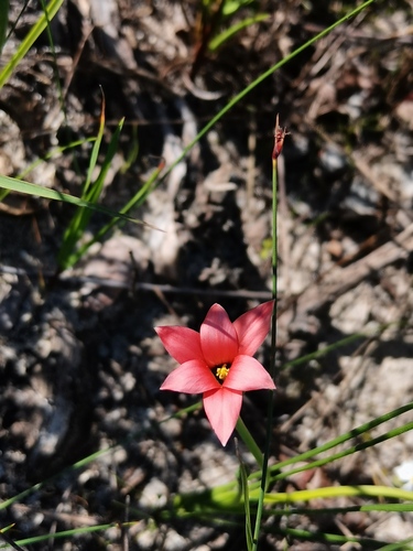Romulea obscura