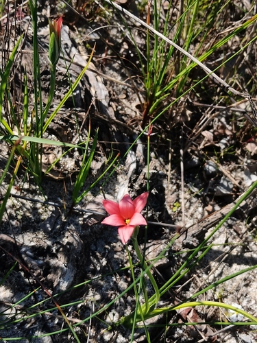 Romulea obscura