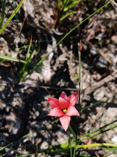 Romulea obscura