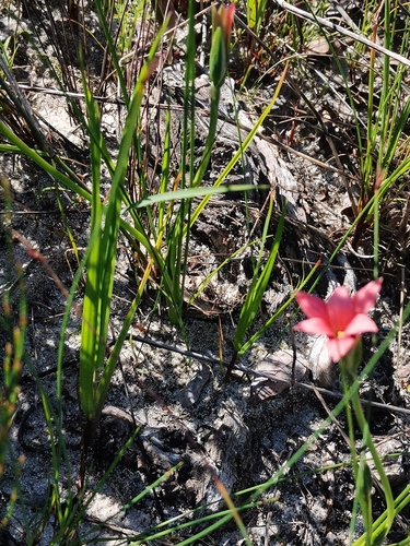 Romulea obscura