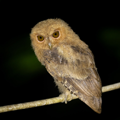 Mentawai Scops-Owl photo 3