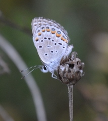 Plebejus samuelis