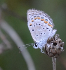 Plebejus samuelis