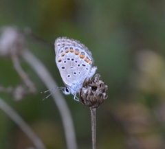 Plebejus samuelis