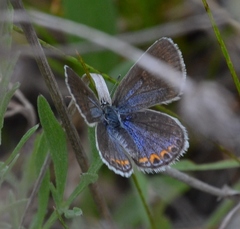 Plebejus samuelis
