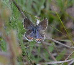 Plebejus samuelis
