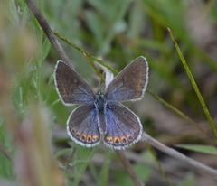 Plebejus samuelis