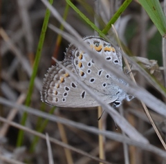 Plebejus samuelis