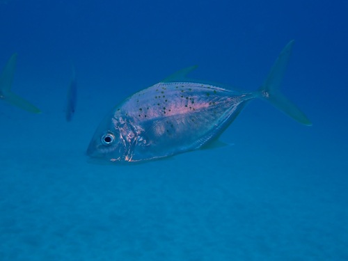 Yellowspotted trevally (Carangoides fulvoguttatus) — Carangidae — 5