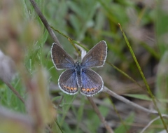 Plebejus samuelis