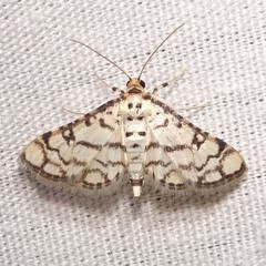 Hileithia rehamalis