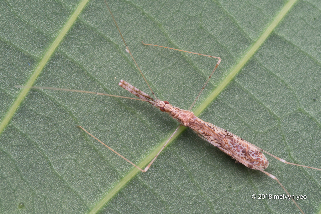 Emesopsis gaius