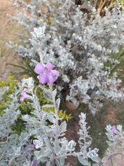 Leucophyllum