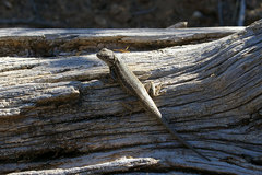 Sceloporus graciosus graciosus