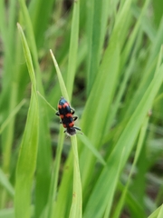 Trichodes nuttalli