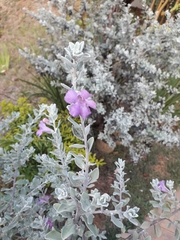 Leucophyllum