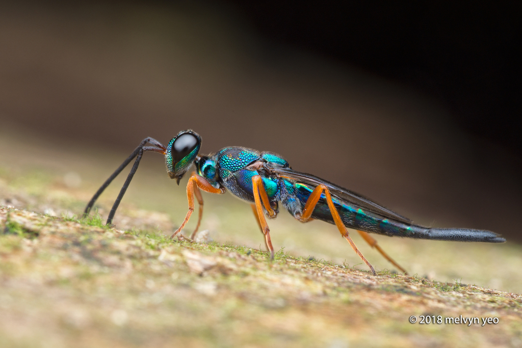 Balcha levicollis