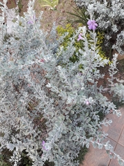 Leucophyllum