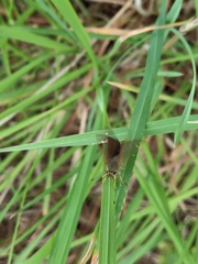 Piruna pirus