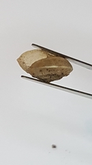 Hygromia cinctella image