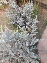 Leucophyllum