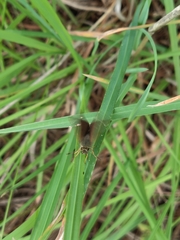 Piruna pirus