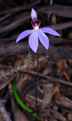 Image of Cyanicula aperta by (c) Peter Crowcroft, some rights reserved (CC BY)
