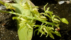 Notylia pubescens