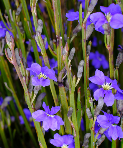 Dampiera angulata (Dampiera angulata)