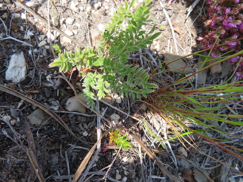 Image of Pelargonium pinnatum by (c) linkie, some rights reserved (CC BY)