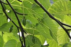 Davidia involucrata