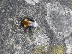 Bombus hypnorum
