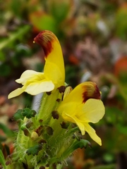 Pedicularis capitata