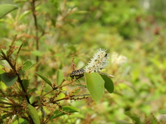 Leucocelina