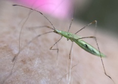 Berytidae