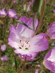Clarkia amoena