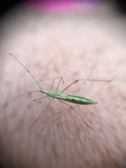 Berytidae