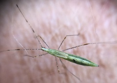 Berytidae