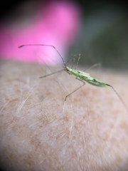 Berytidae