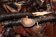 Microporellus obovatus