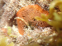 Watersipora cucullata