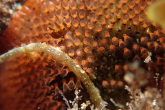Watersipora cucullata