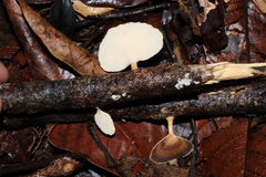Microporellus obovatus