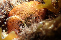 Watersipora cucullata