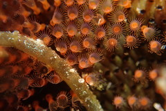 Watersipora cucullata