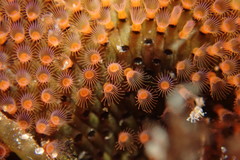 Watersipora cucullata