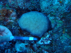 Stephanocoenia intersepta