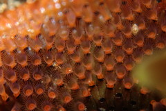 Watersipora cucullata