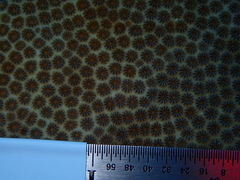 Stephanocoenia intersepta